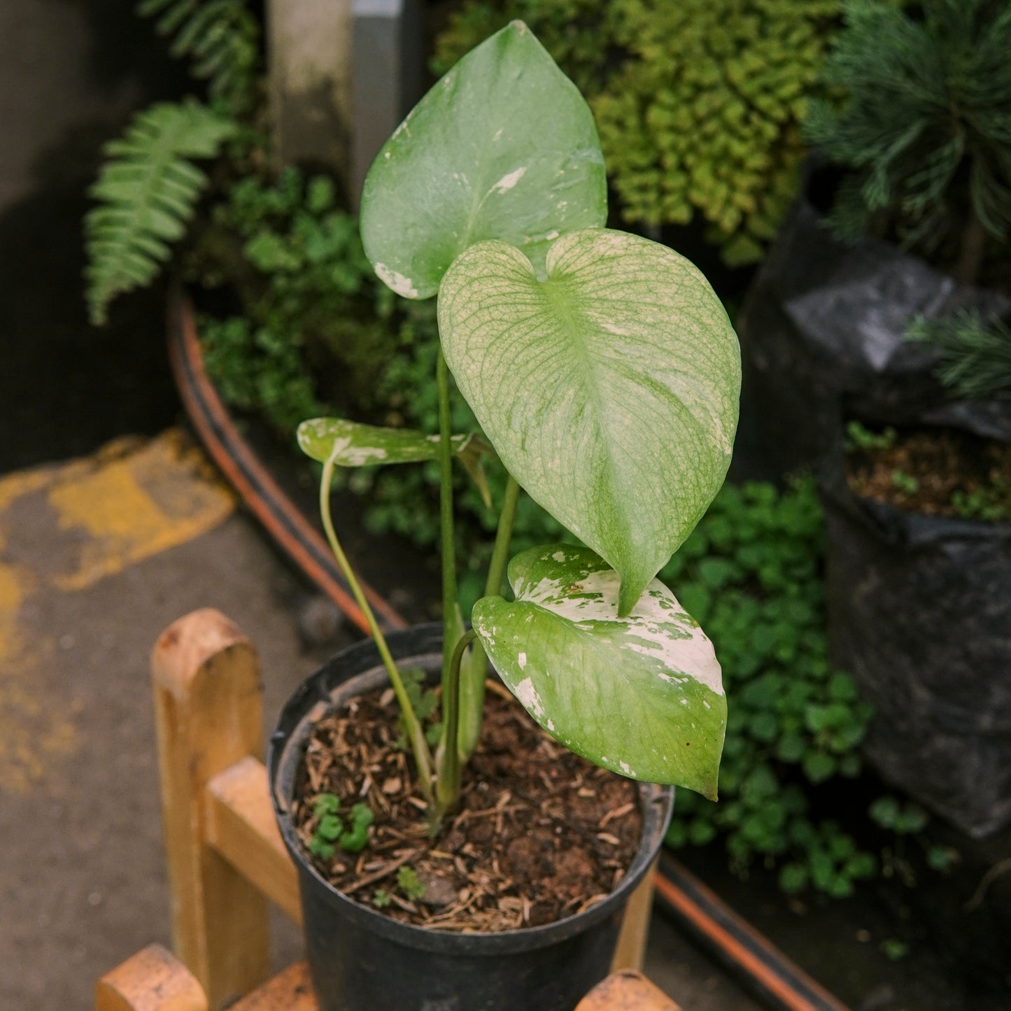 Monstera Deliciosa Mint (Menta) Variegada