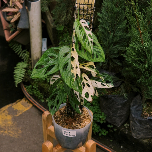 Monstera Adansonii Albo Variegada