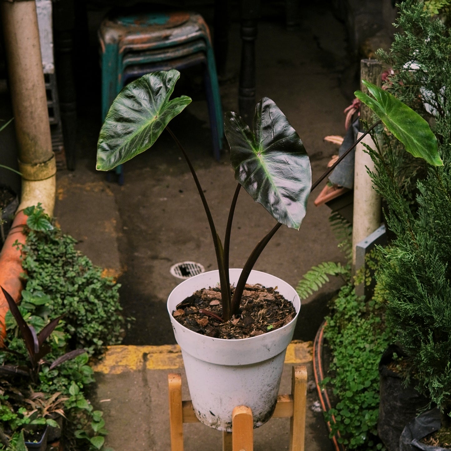 Colocasia Tossakan