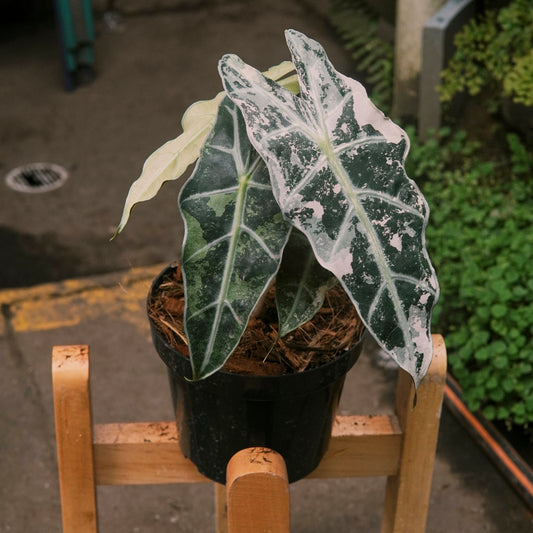 Alocasia Amazónica Variegada