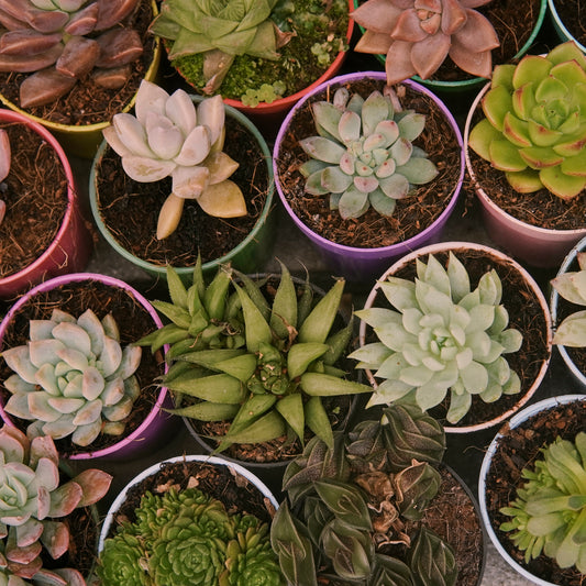 Suculentas surtidas