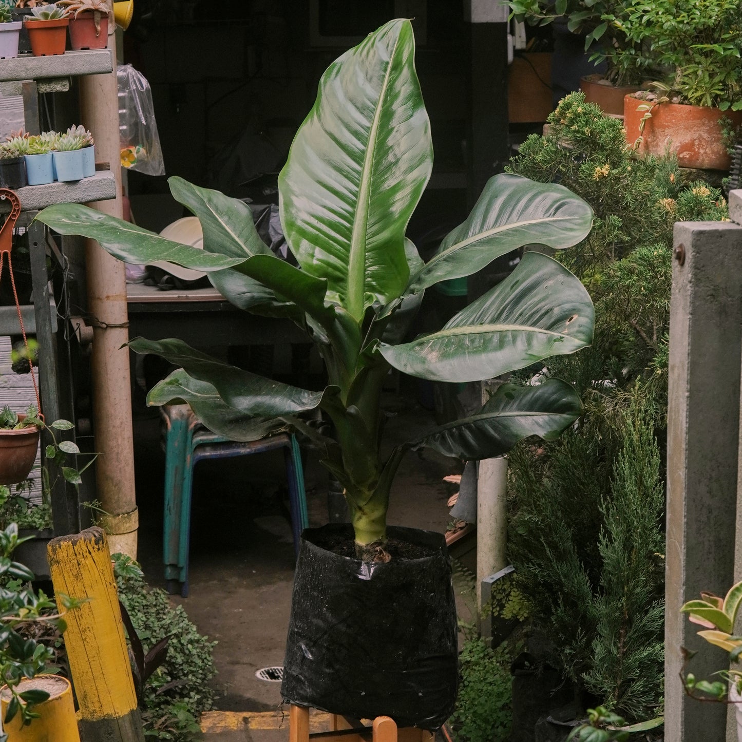 Dieffenbachia Chucha Macho