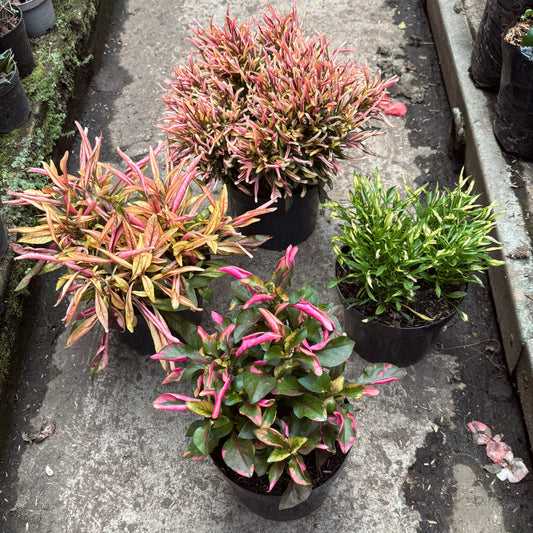 Alternanthera Exótica