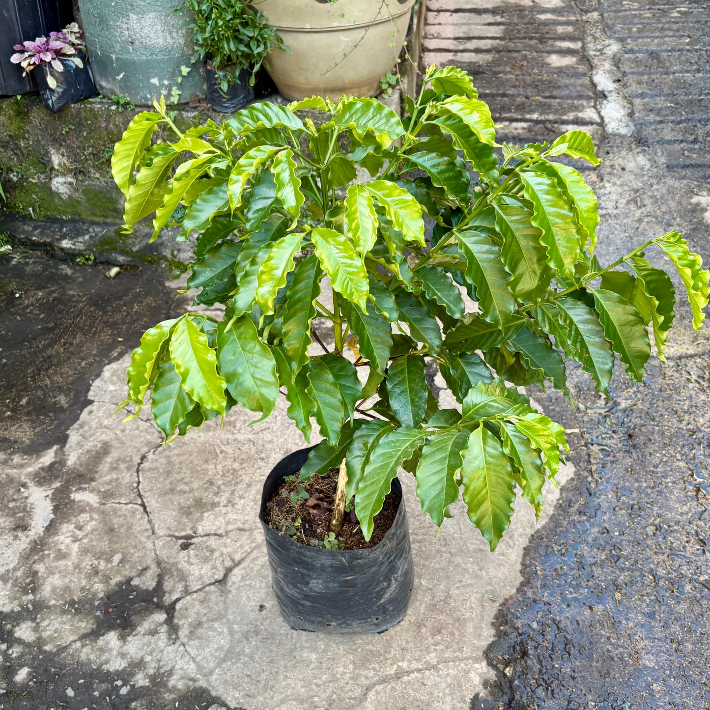 Coffea Arabica “Café”
