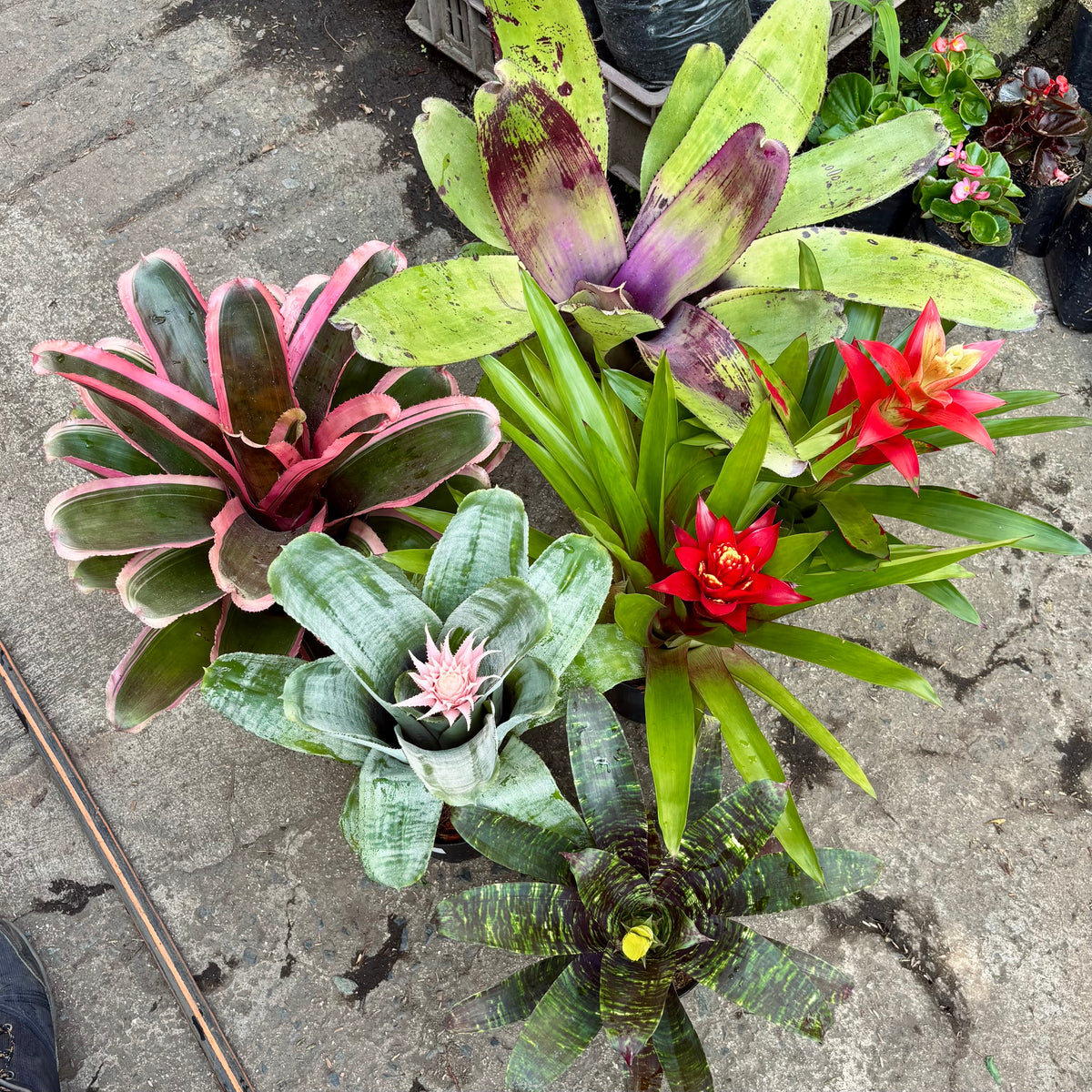 Bromelia Exótica