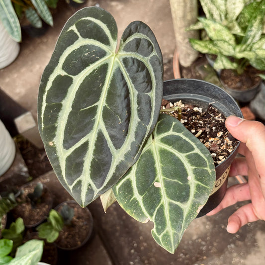 Anturio Carlablackiae