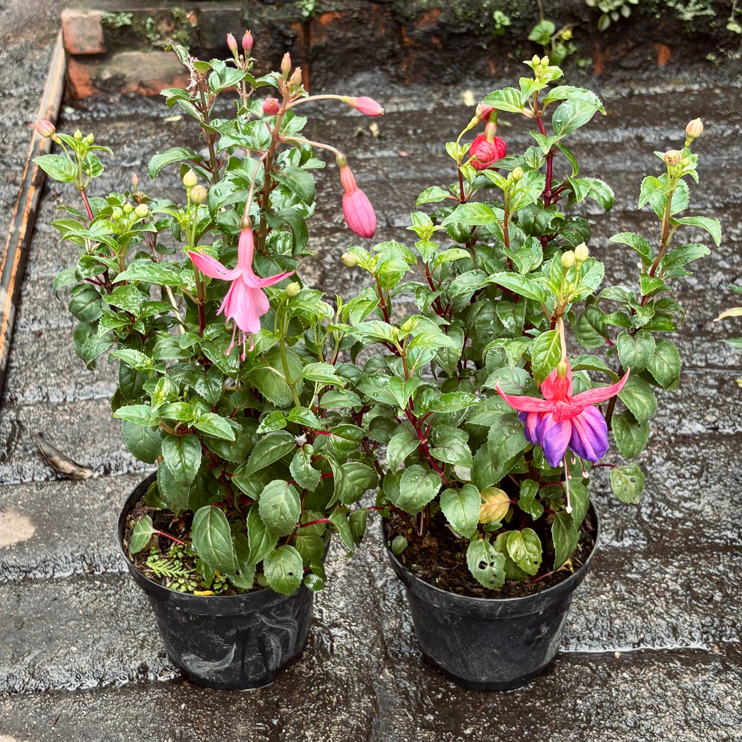Fucsia “Bailarina”