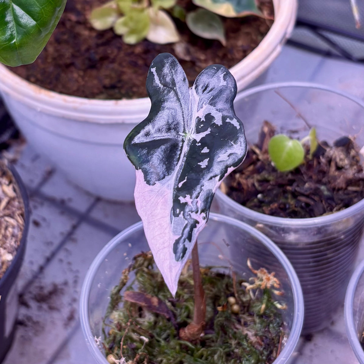 Alocasia Nobilis Pink Variegada
