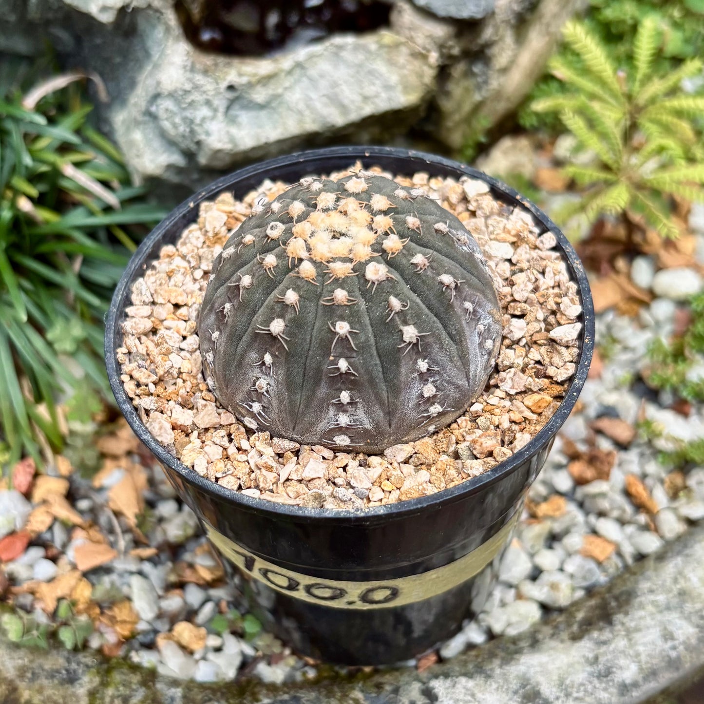 Cactus Gymnocalycium Ragonesei