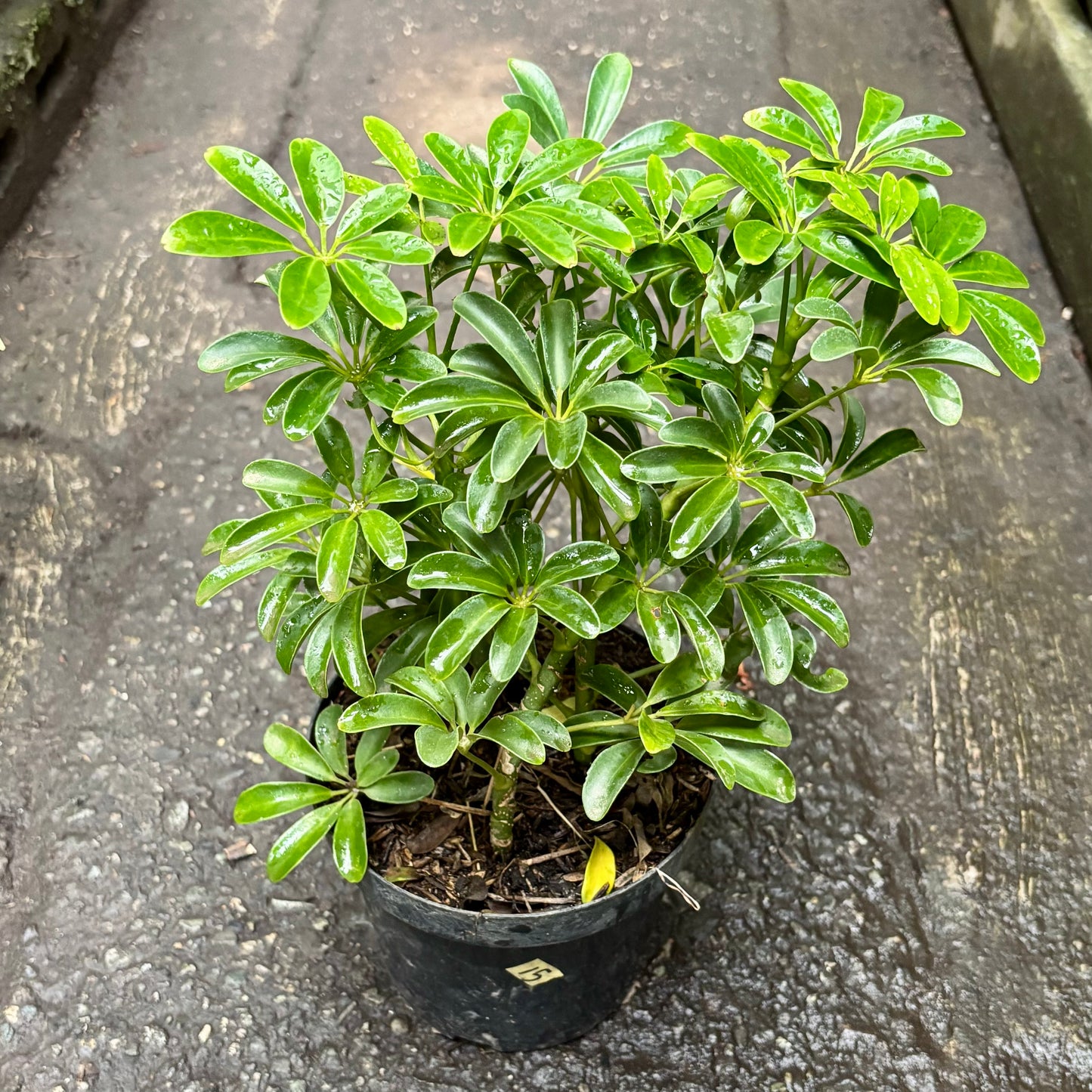 Schefflera Arboricola Enana