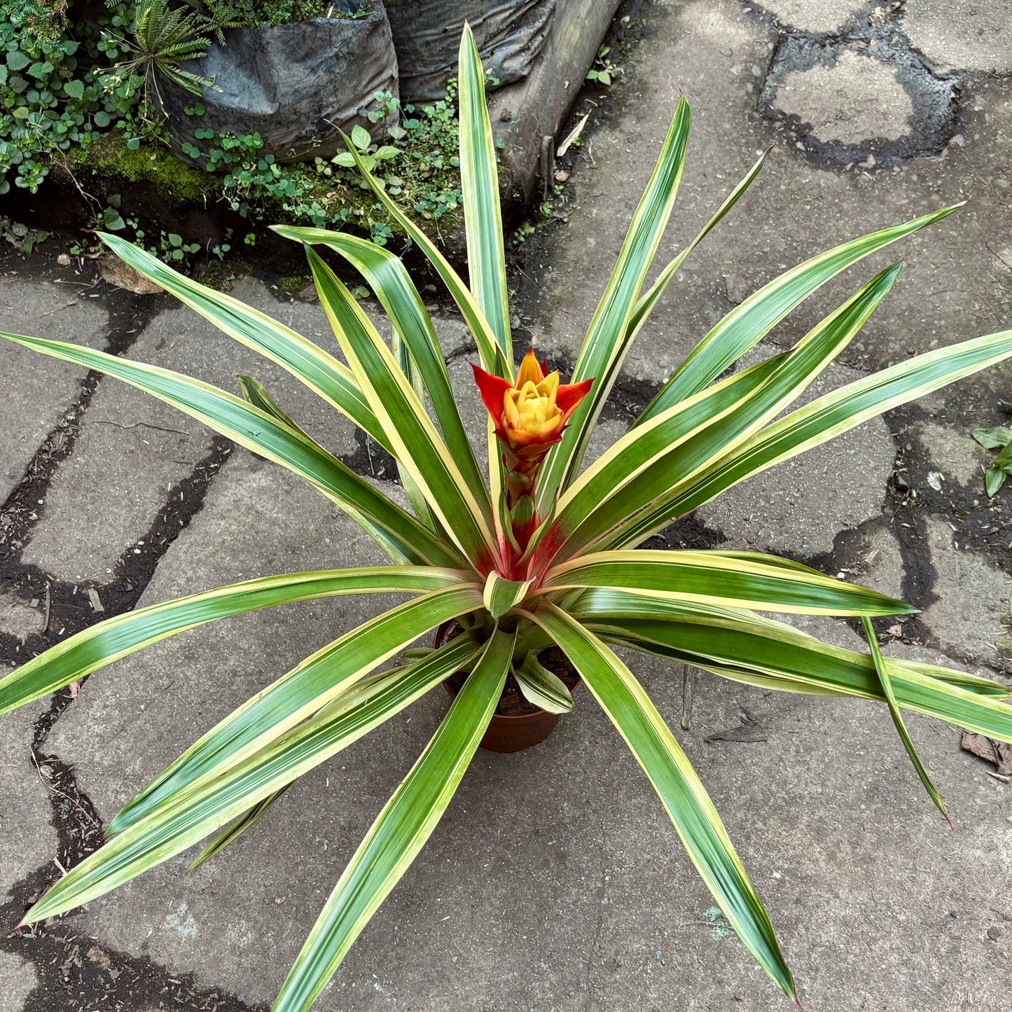 Bromelia Guzmania Conífera