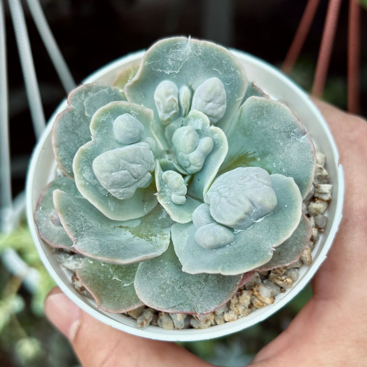 Suculenta Echeveria White Speed Bumps