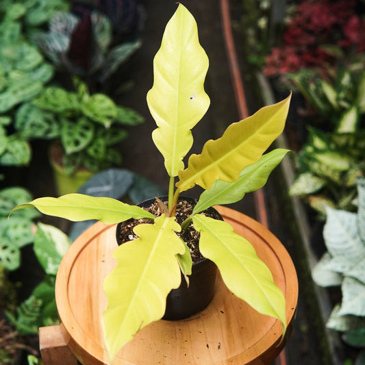 Filodendro Golden Crocodile - Vivero Florecer