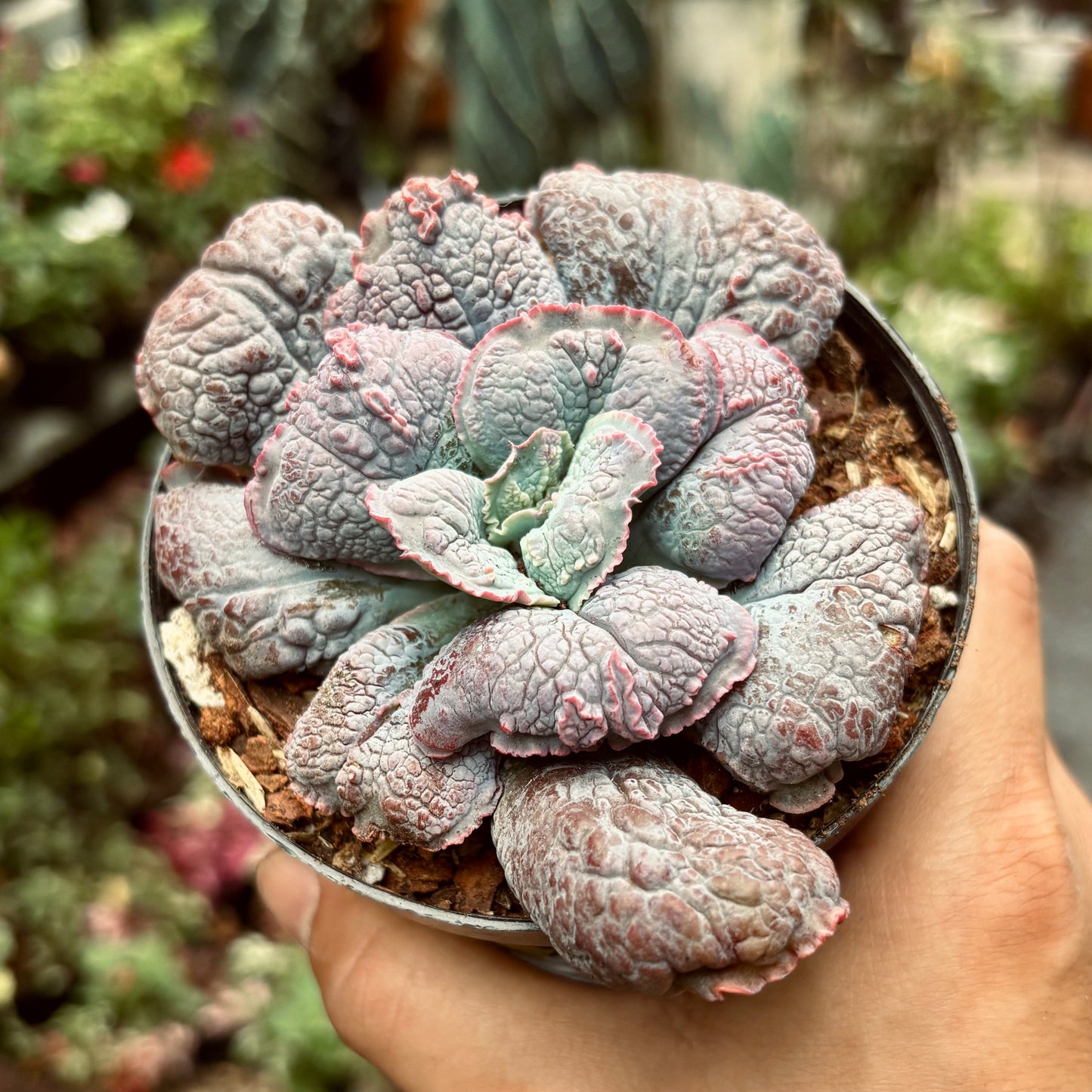 Suculenta Echeveria Linguas