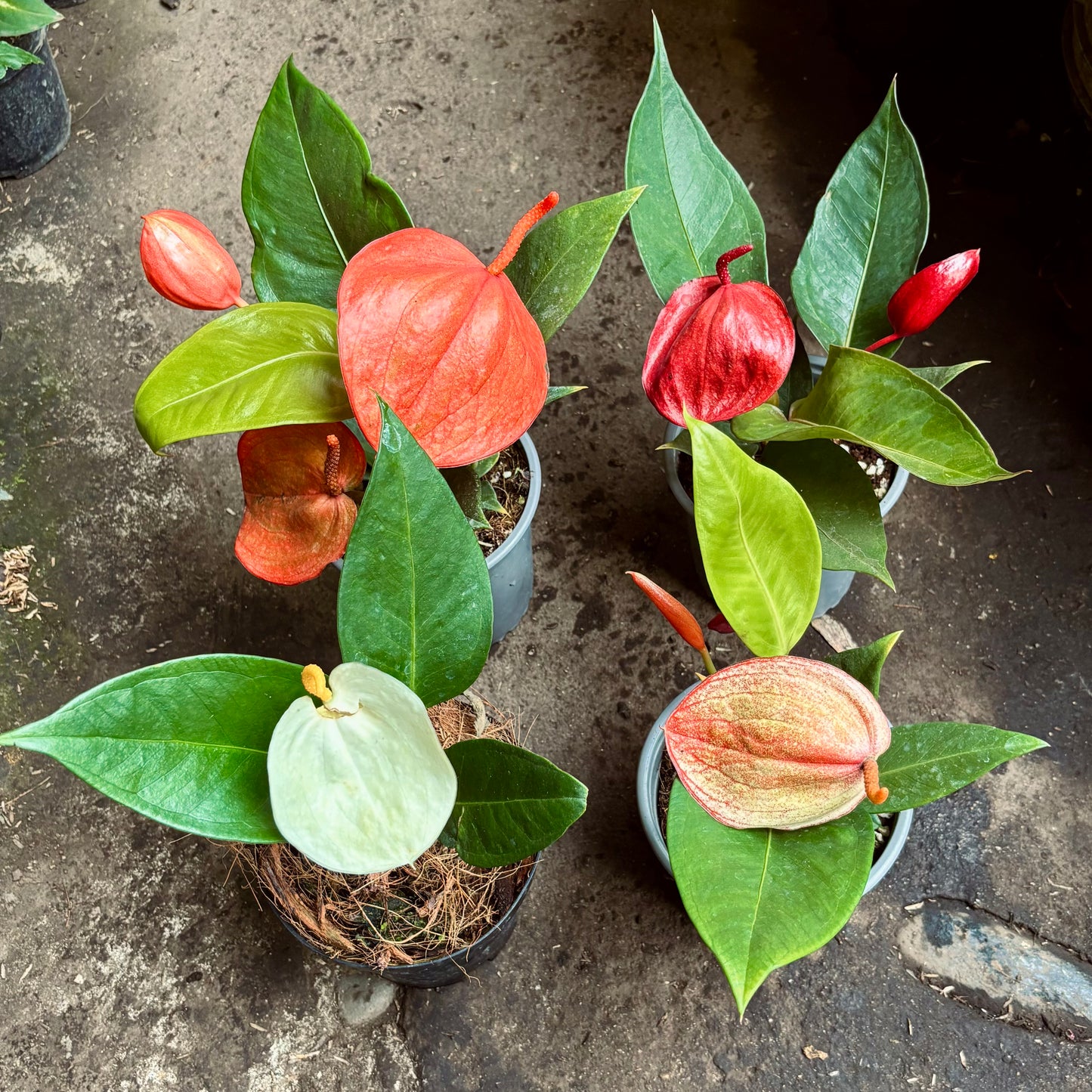 Anturio Scherzerianum “Cola De Marrano”