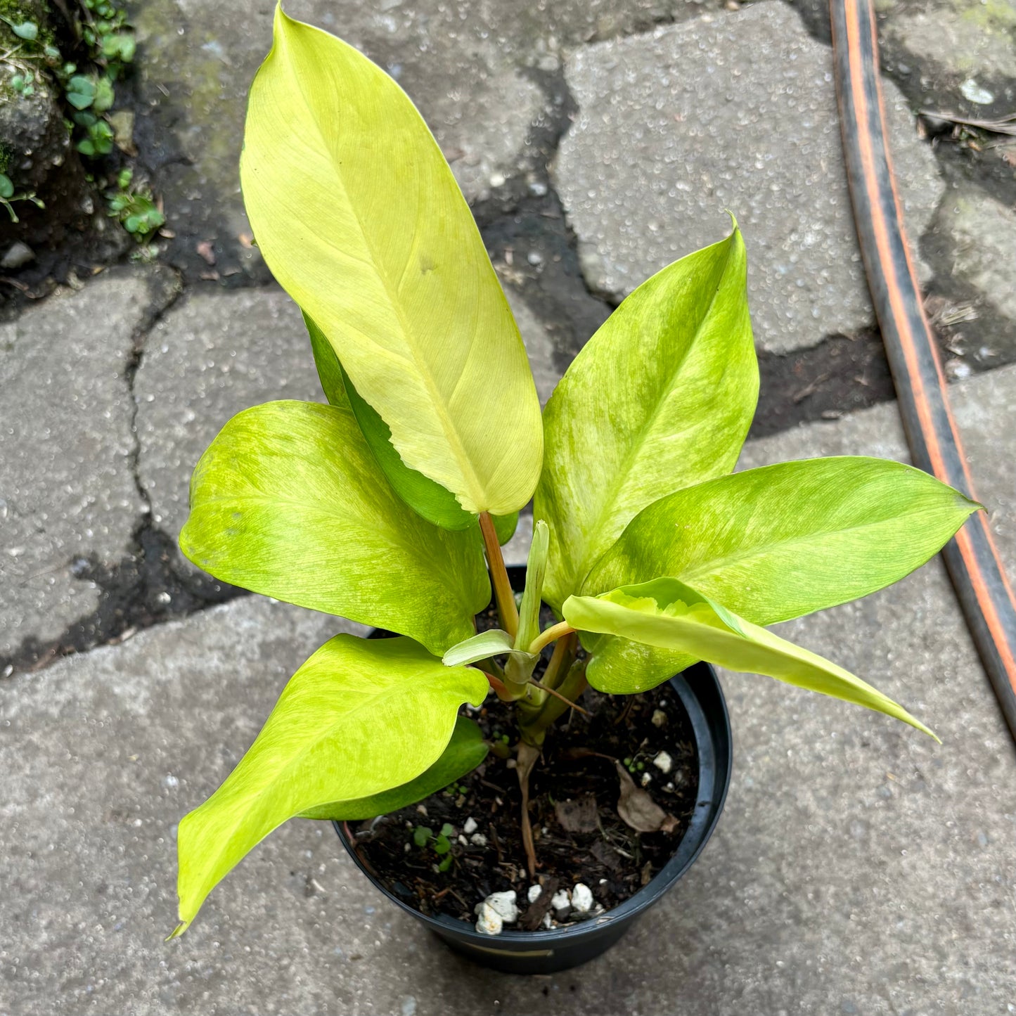 Filodendro Avocado Shake
