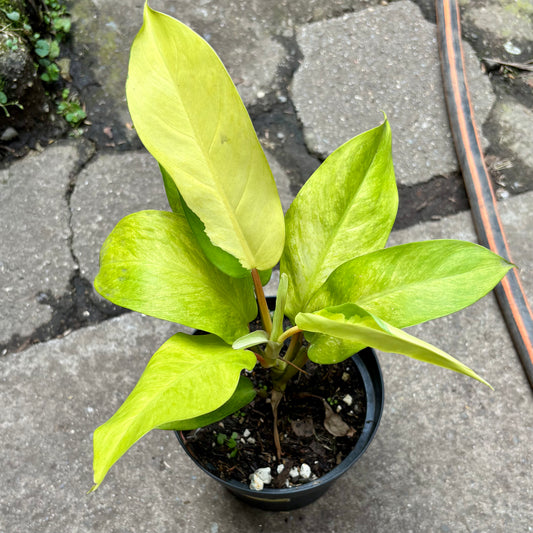 Filodendro Avocado Shake