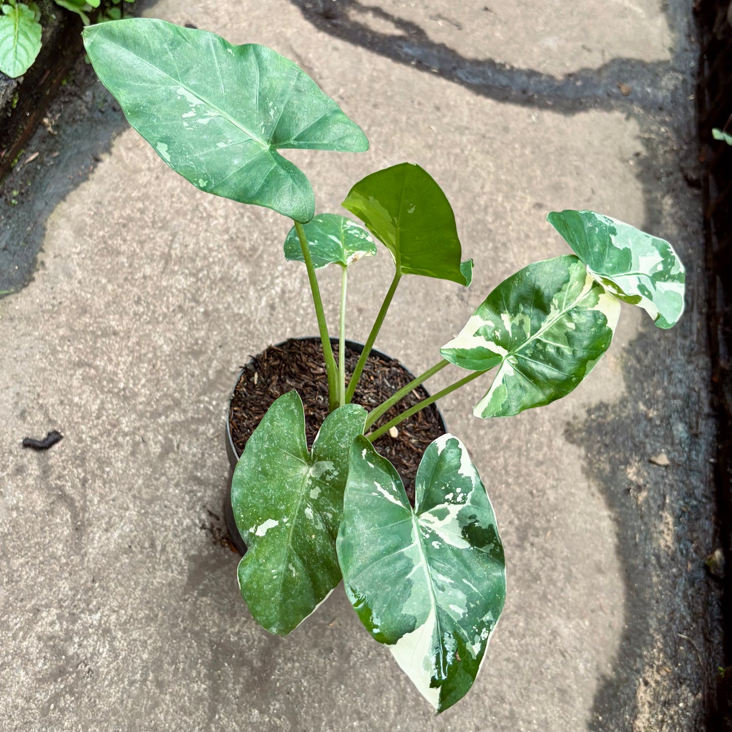 Alocasia Macrorrhiza Variegada