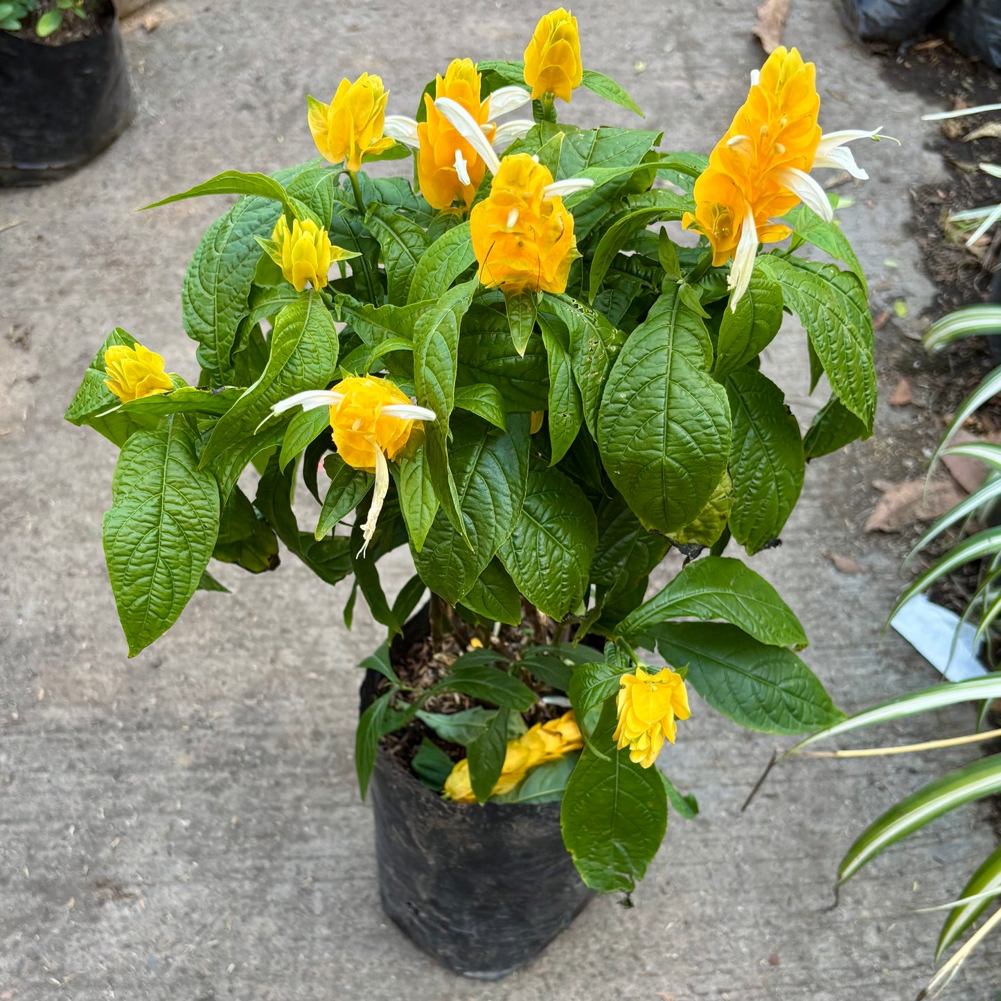 Pachystachys Lutea “Camarón Amarillo”