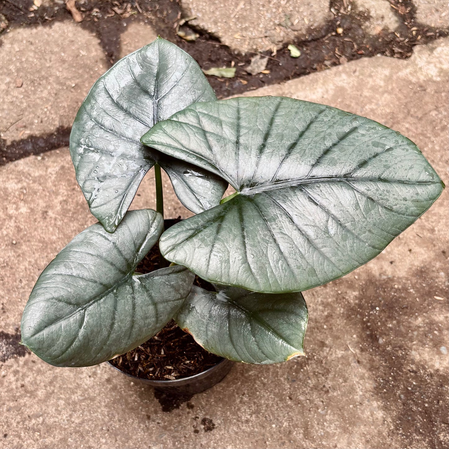 Alocasia Reginae