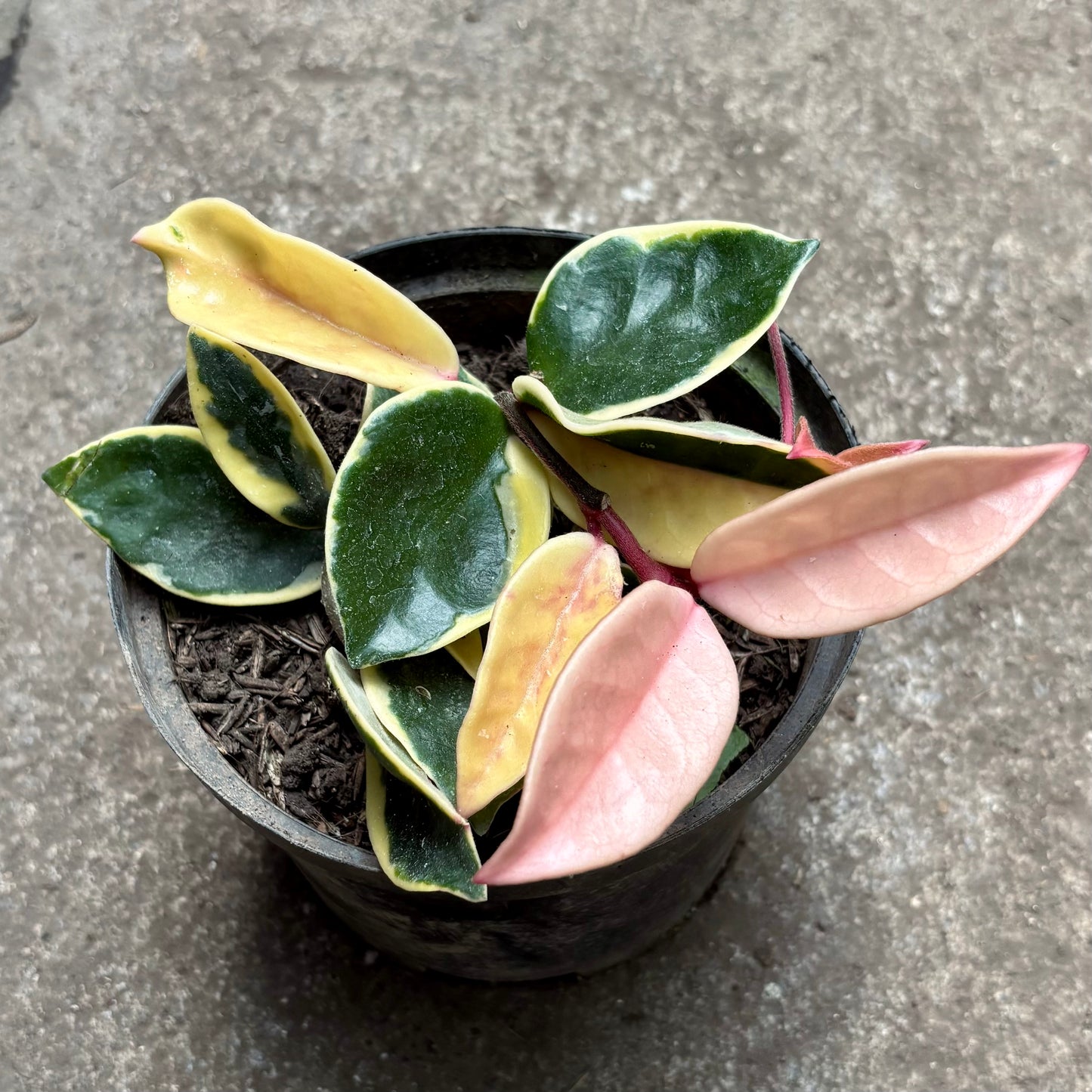 Hoya Krimson Queen Albomarginata