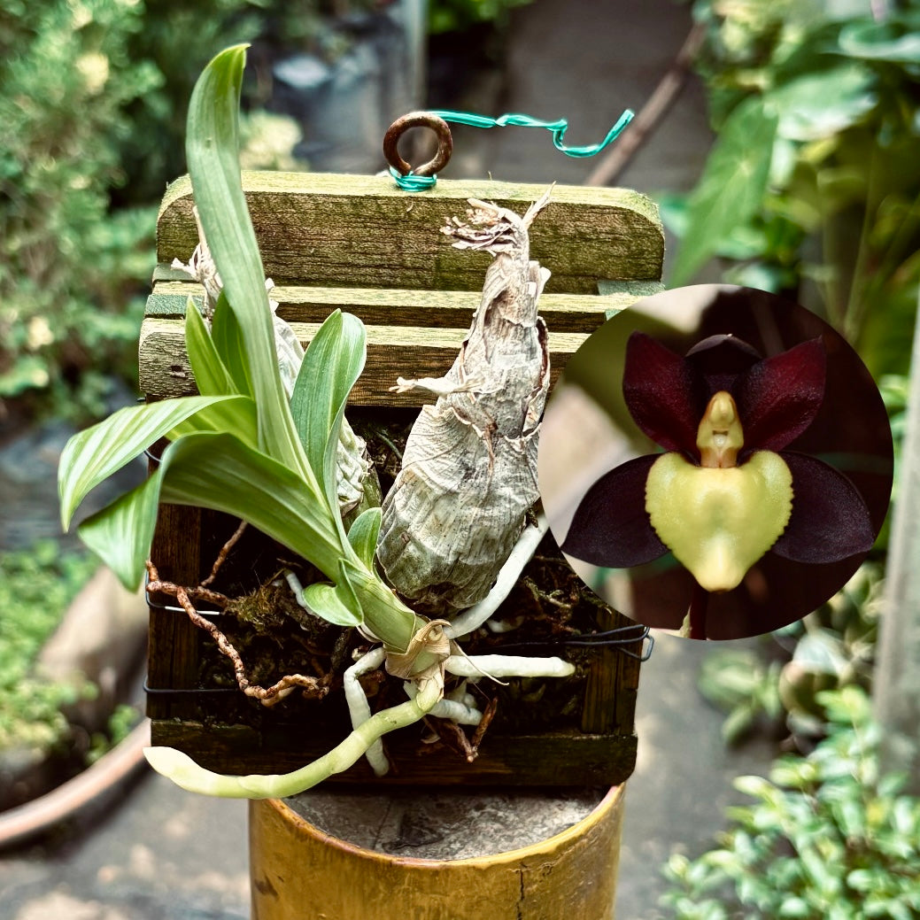 Orquídea Catasetum Tenebrosum