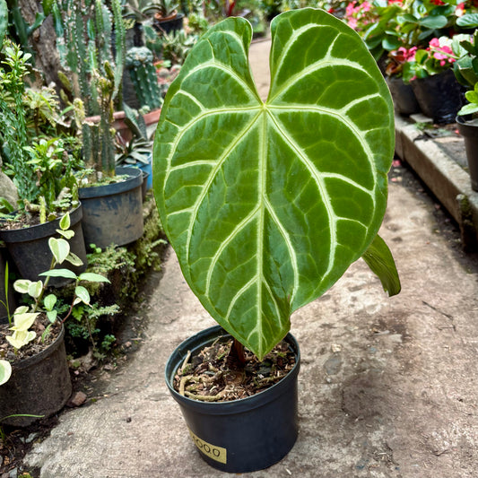 Anturio Magnificum