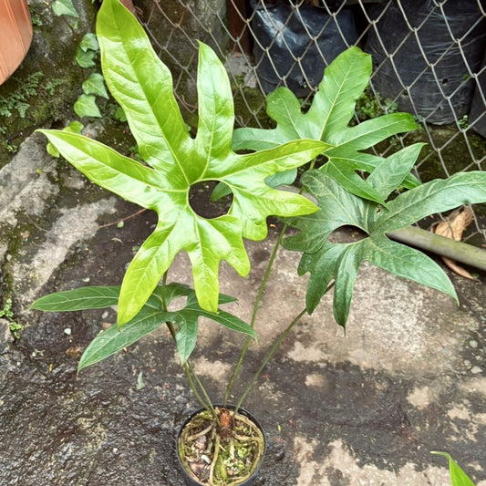 Anturio Pedatum