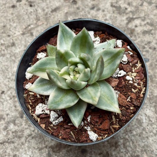 Suculenta Echeveria Agavoides Elk Soul Variegada
