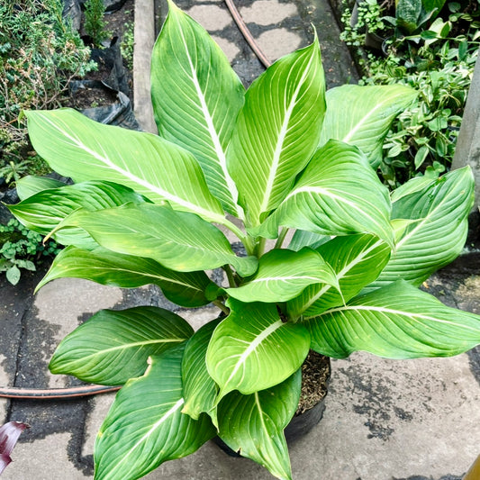 Dieffenbachia Oerstedii Green Magic “Rayo De Luna”