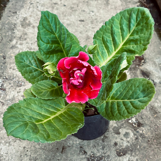 Gloxinia
