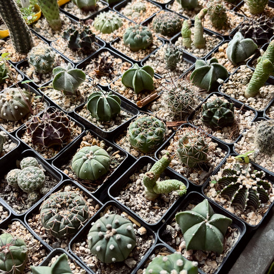 Cactus exótico surtido