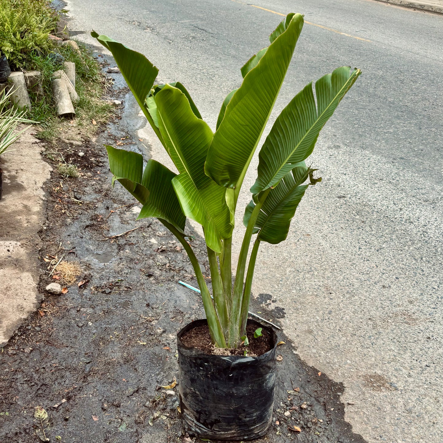 Ravenala Madagascariensis “Palma del Viajero”