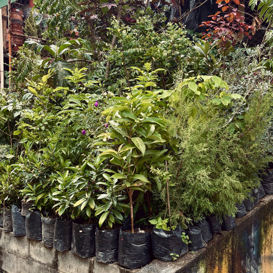 Árboles