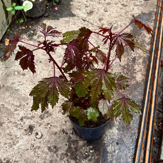 Flor De Jamaica
