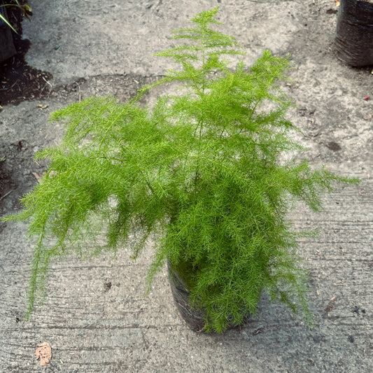 Asparagus Plumosus-Espuma De Mar