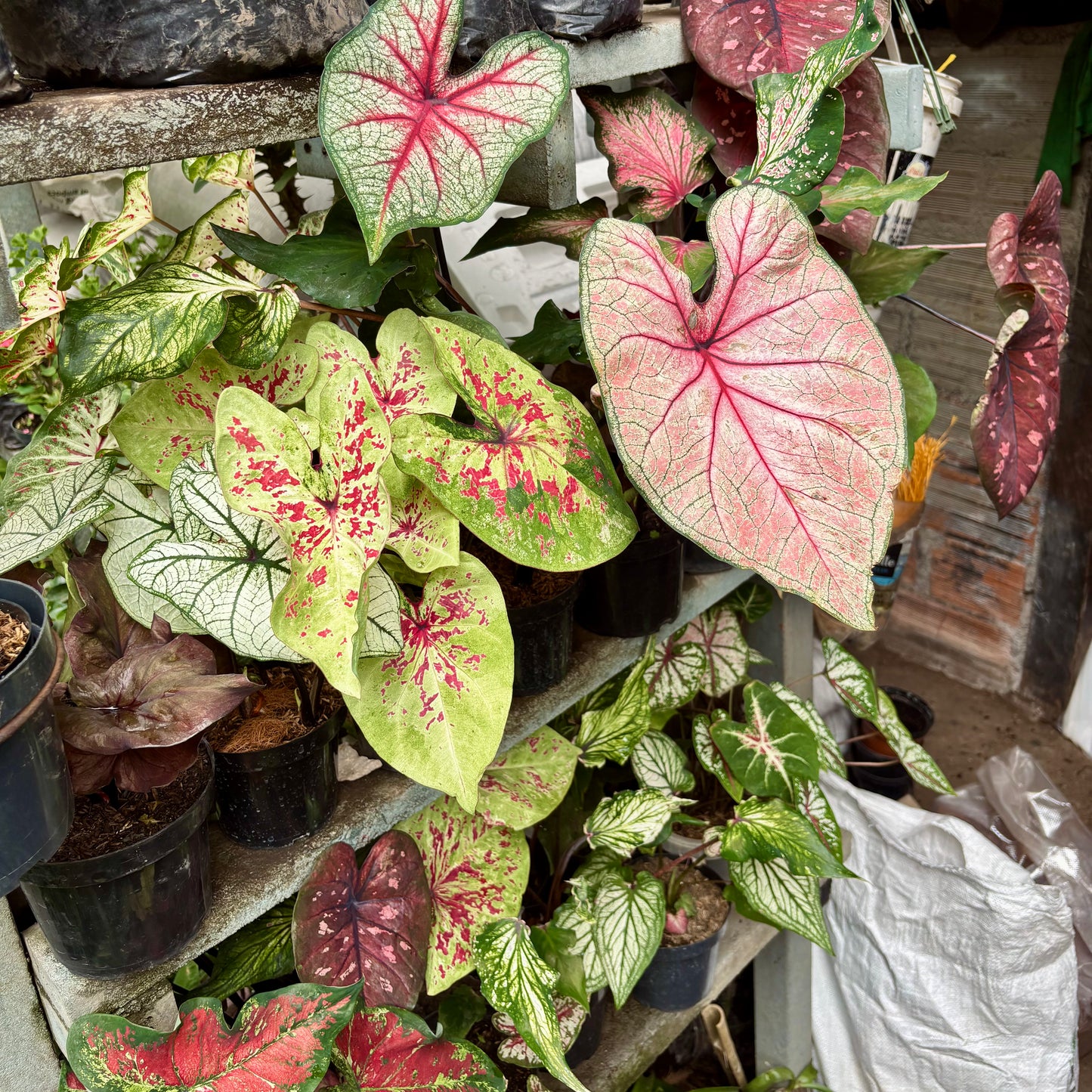Caladium