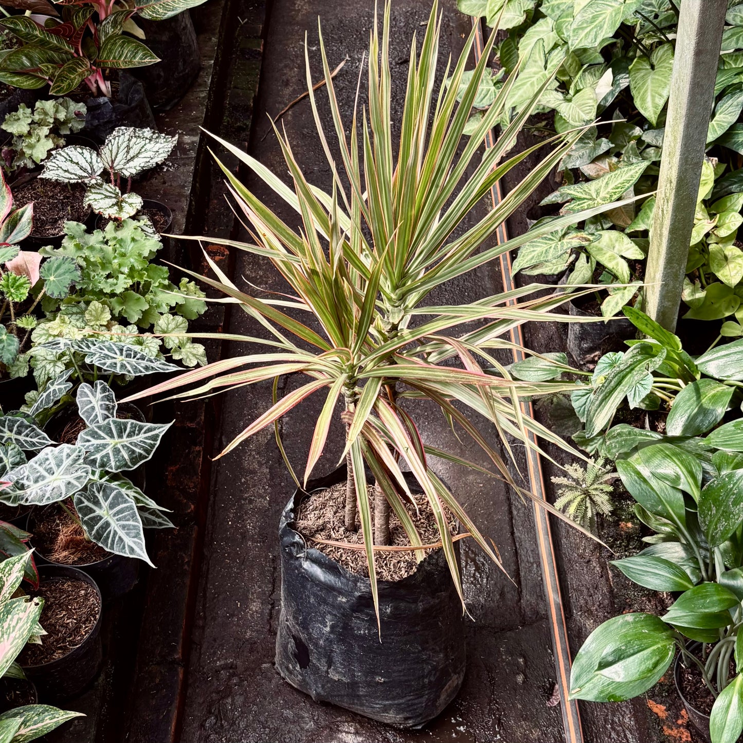 Dracaena Marginata Tricolor