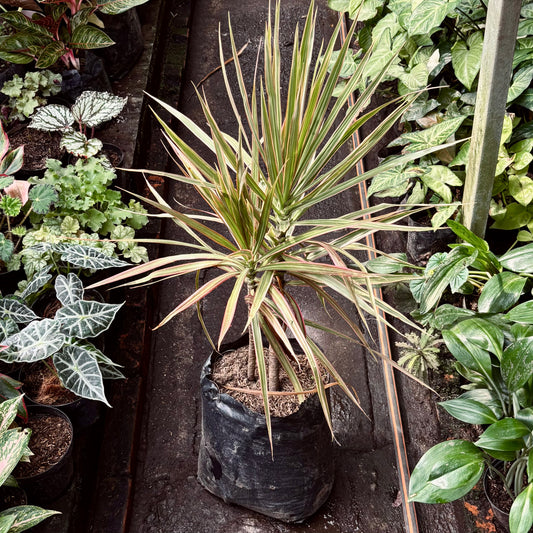 Dracaena Marginata Tricolor