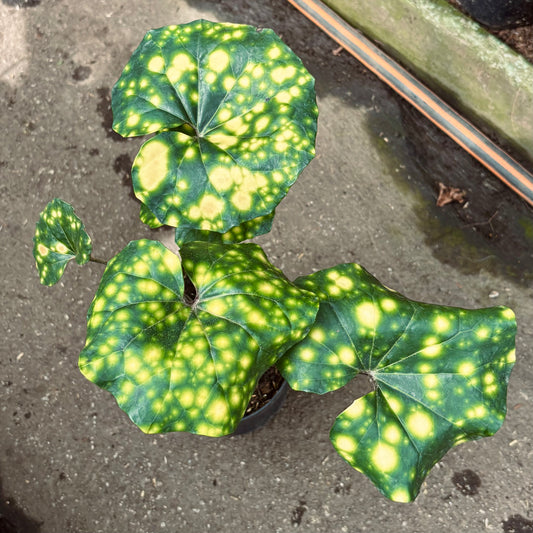 Farfugium Japonicum “Planta Leopardo”