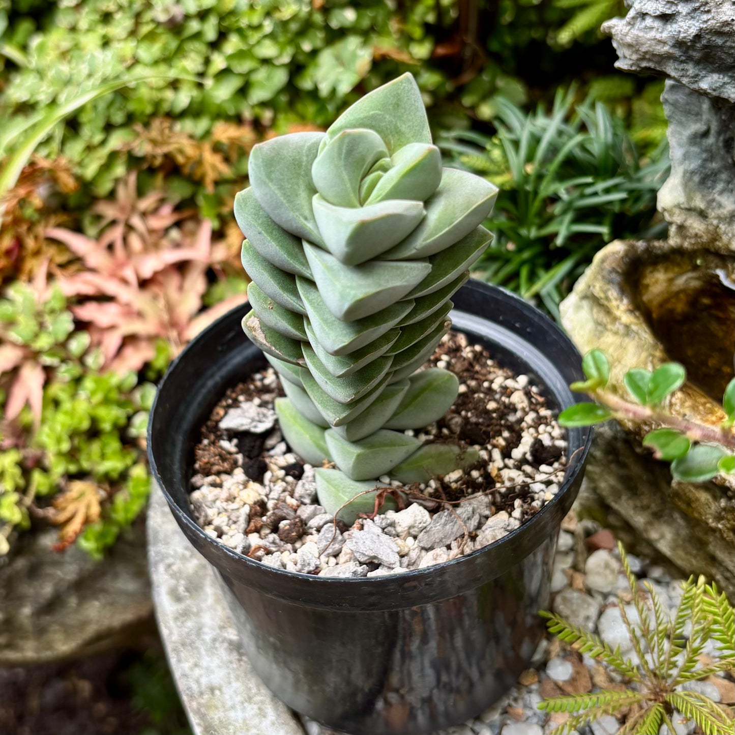 Suculenta Crassula Moonglow