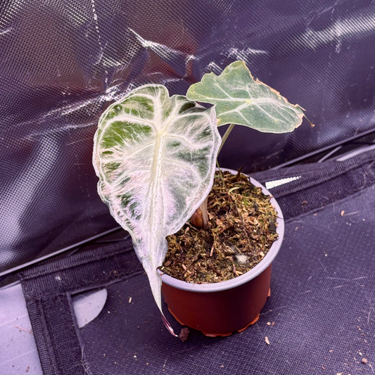 Alocasia Venom