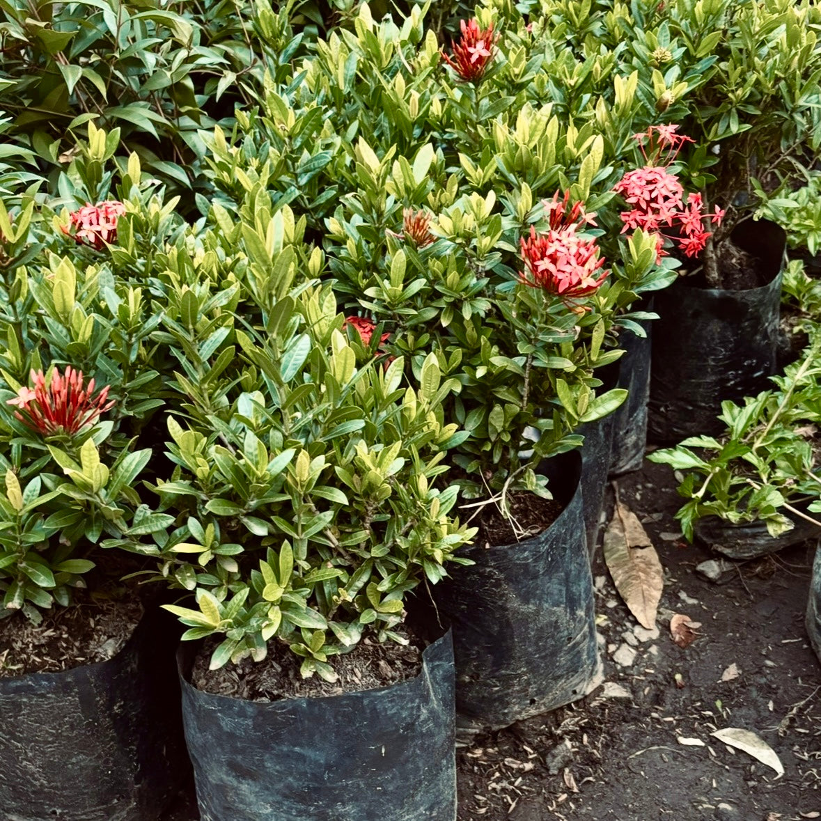 Ixora Coccinea Coral