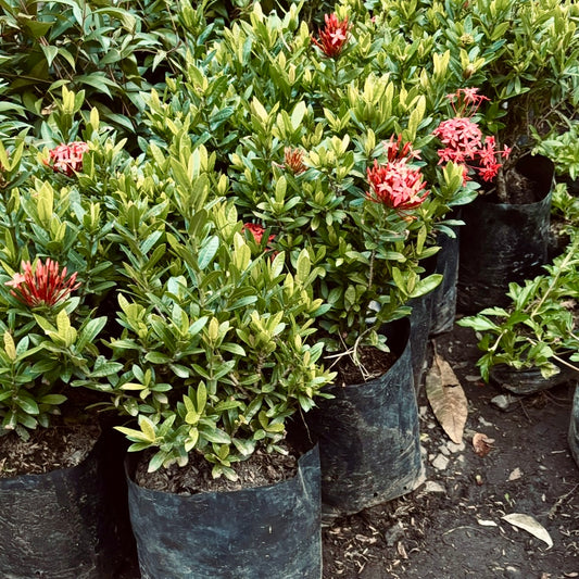 Ixora Coccinea Coral