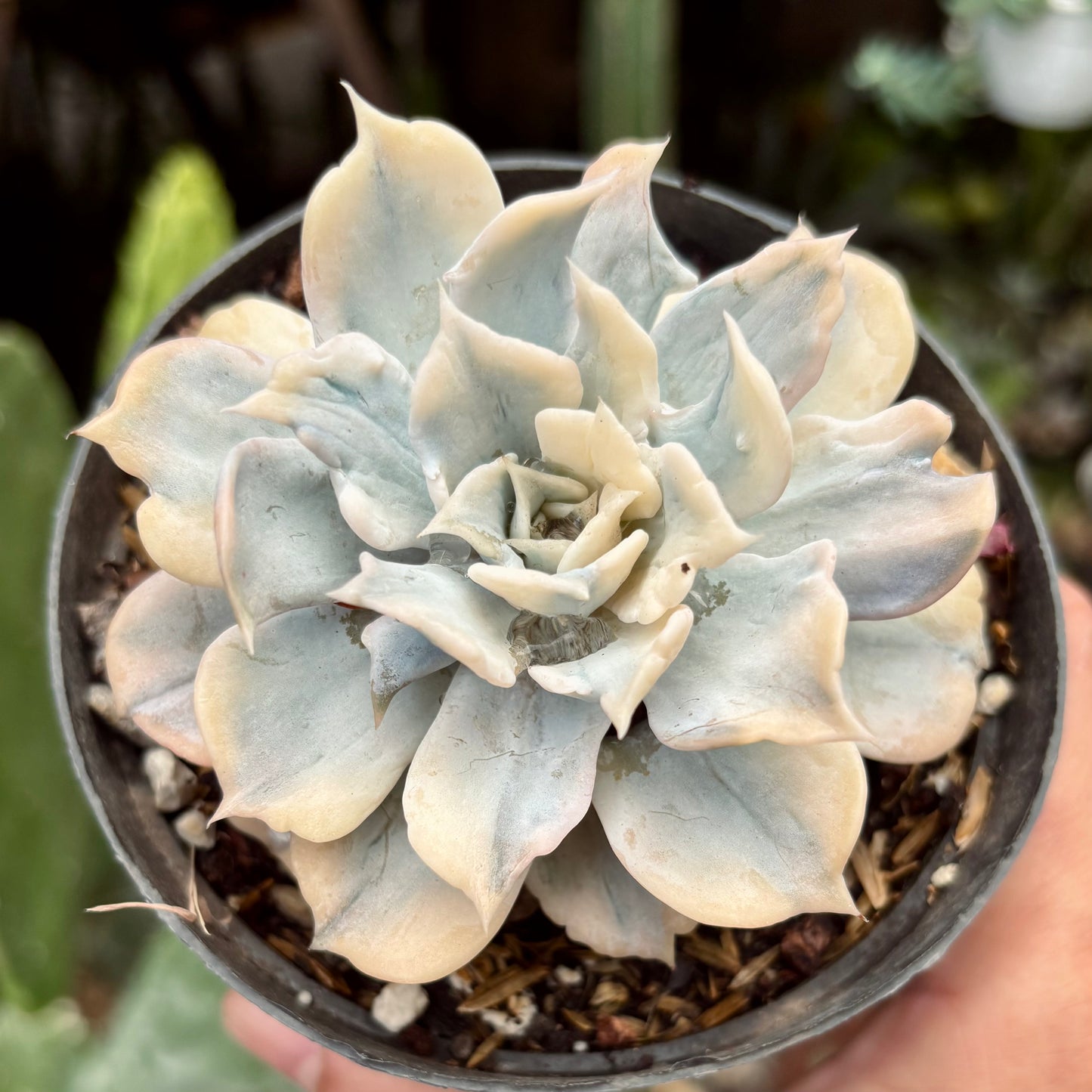 Suculenta Echeveria Lilacina Variegada