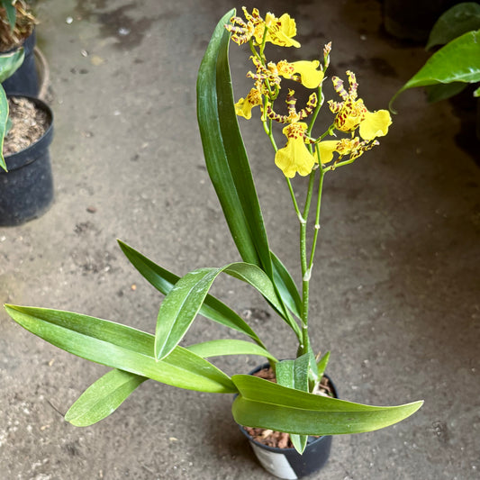 Orquídea Oncidium Honey Bee