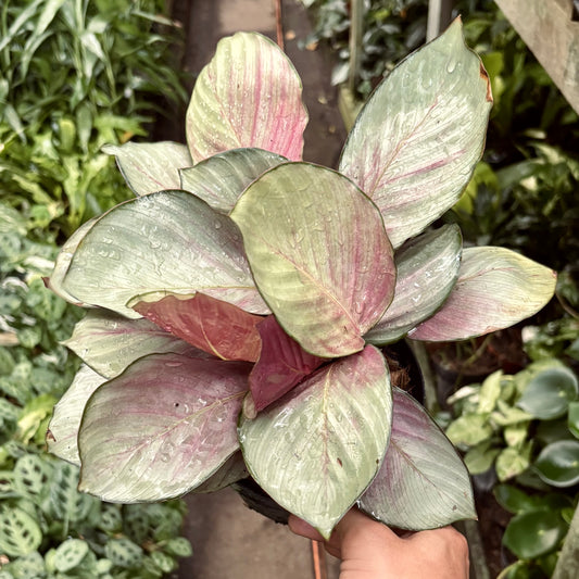 Calathea Silver Plate