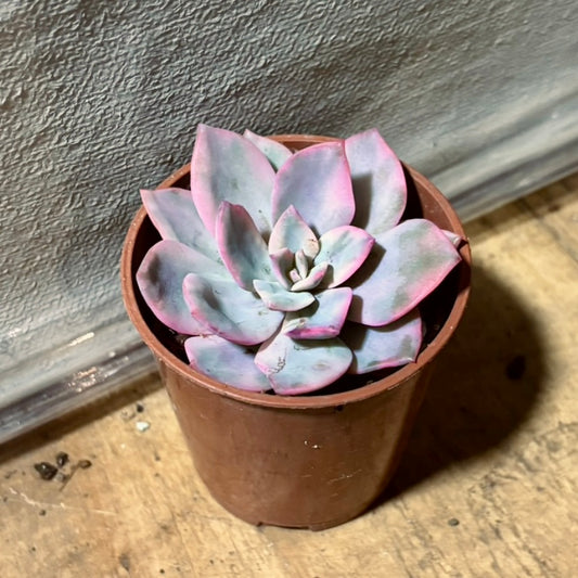 Suculenta Echeveria Pink Harin Variegada