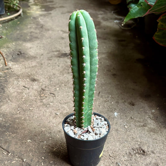 Echinopsis Pachanoi “Cactus San Pedro”