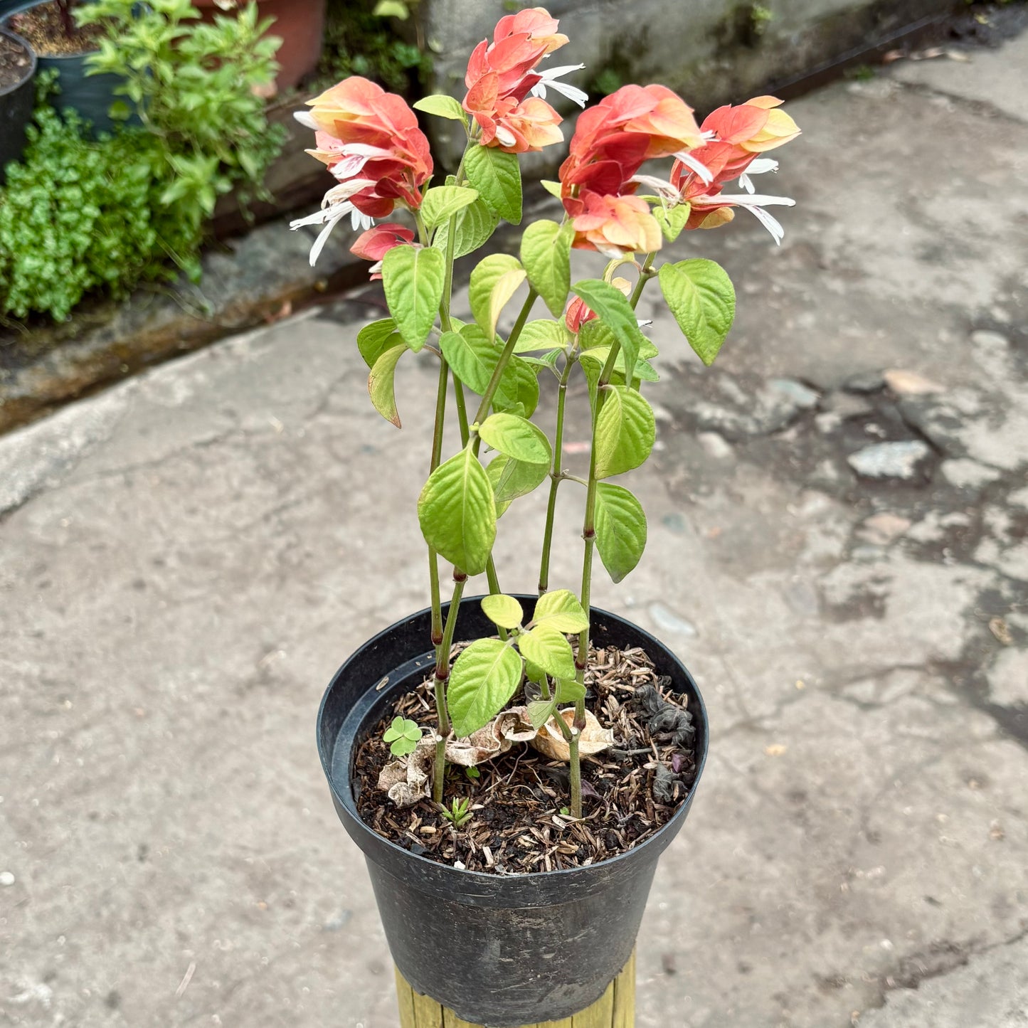 Beloperone Guttata “Camarón Rojo”